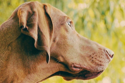 Amazing Viszla Dog photo, an Animal Photo by Fardosai Studio