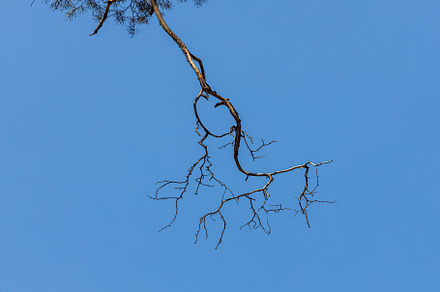 Pine tree Branch with is on a blue s, a Nature Photo by Illustrations&photos