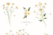 Daisies Watercolor girl, a Person Illustration by LiChu Art (Thumbnail 9 of 13)