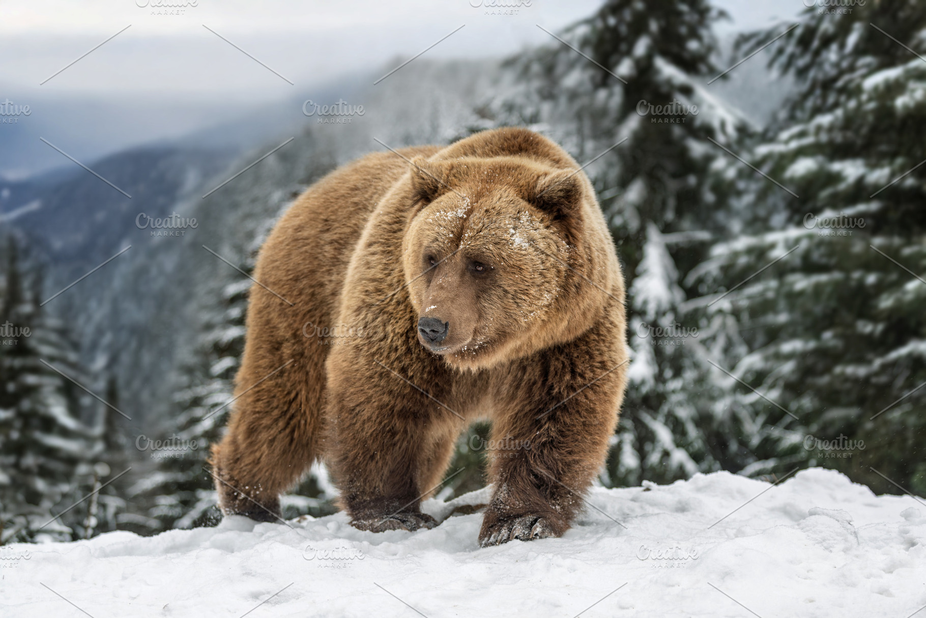 Brown bear walks in snow near pine trees on a cold winter day in, an Animal Photo by Byrdyak