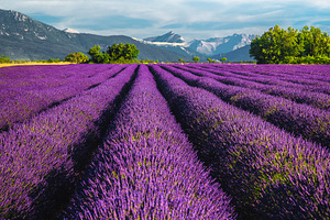 Summer landscape with lavenders, a Nature Photo by Alpine Dreams