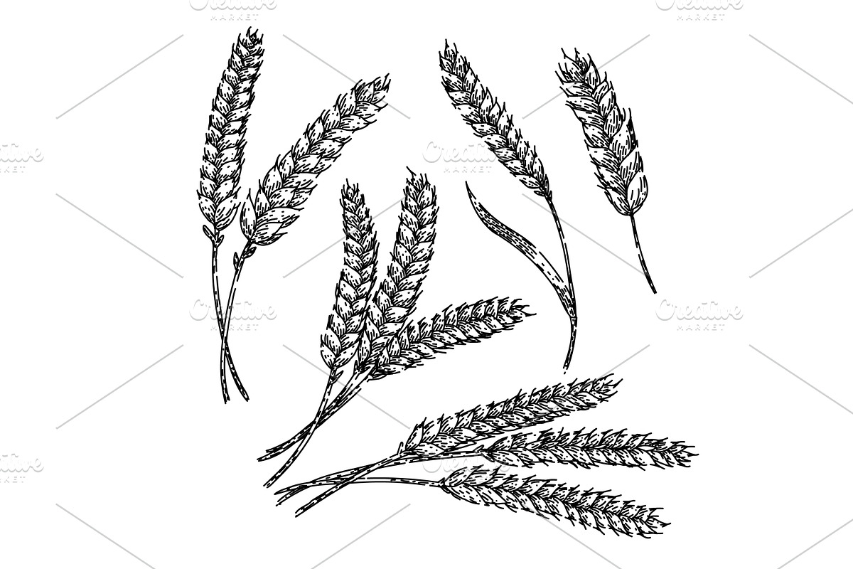 wheat set sketch hand drawn vector, a Food Illustration by pikepicture