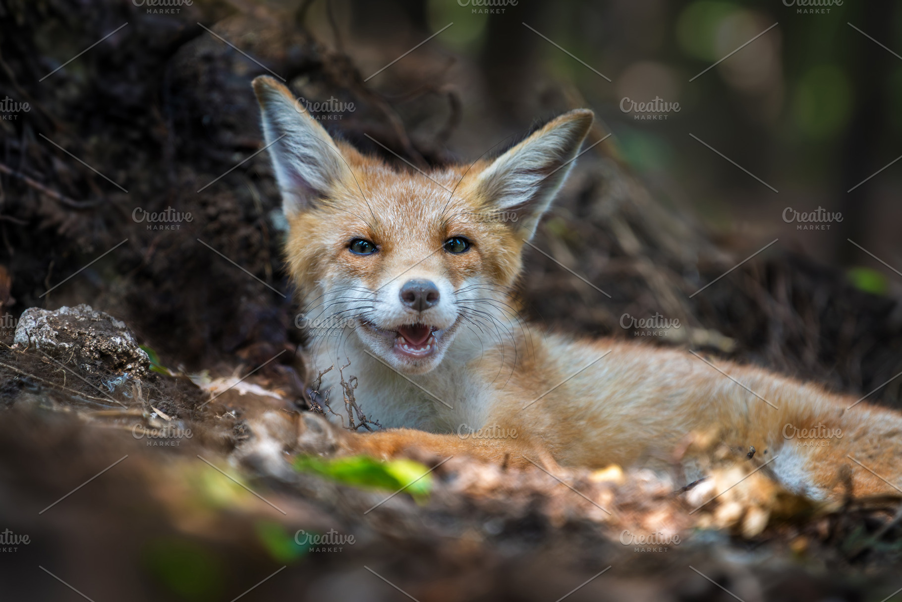 Red fox, vulpes vulpes in forest. Wild animal in natural environ, an Animal Photo by Byrdyak