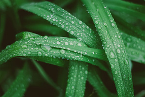 Raindrops on Green Grass