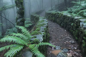 Misty stone path winding through lush green forest with moss cov, a Photo by José Manuel Gelpi