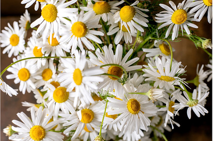 Fresh White Daisies Bouquet Closeup