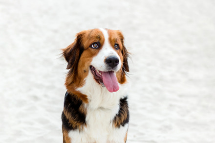 Big cute dog sitting on the sand, an Animal Photo by José Manuel Gelpi