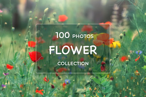 Flower collection 100 photos