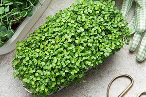 Growing microgreens with fresh pea shoots and mustard seedlings, a Food & Drink Photo by Olena Rudo