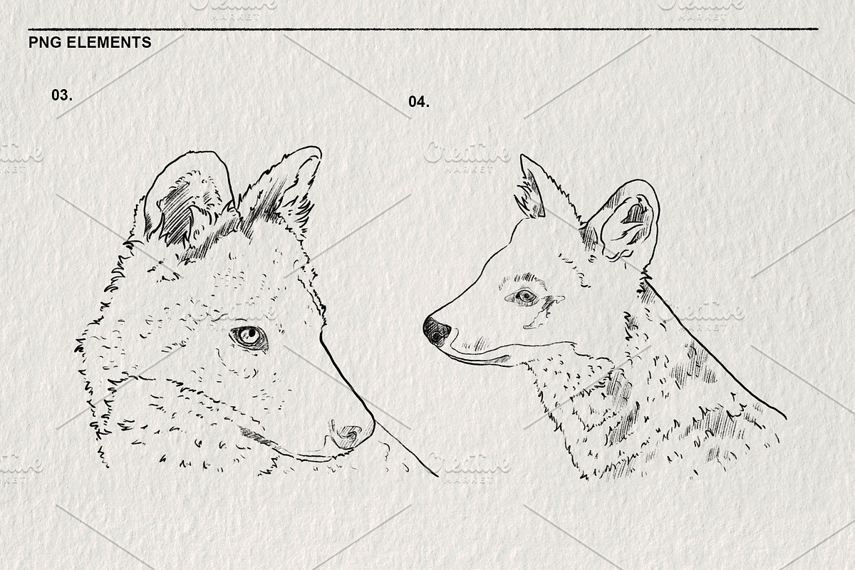 Red wolf animal sketches PNG, an Animal Illustration by LOKSKIH (Photo 4 of 5)