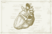 100+ Vintage Anatomy Vectors, a Healthcare Illustration by Shizzle Stock (Thumbnail 3 of 20)
