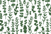 Protea flowers and eucalyptus sketch, an Illustration by irina.vaneeva (Thumbnail 11 of 12)