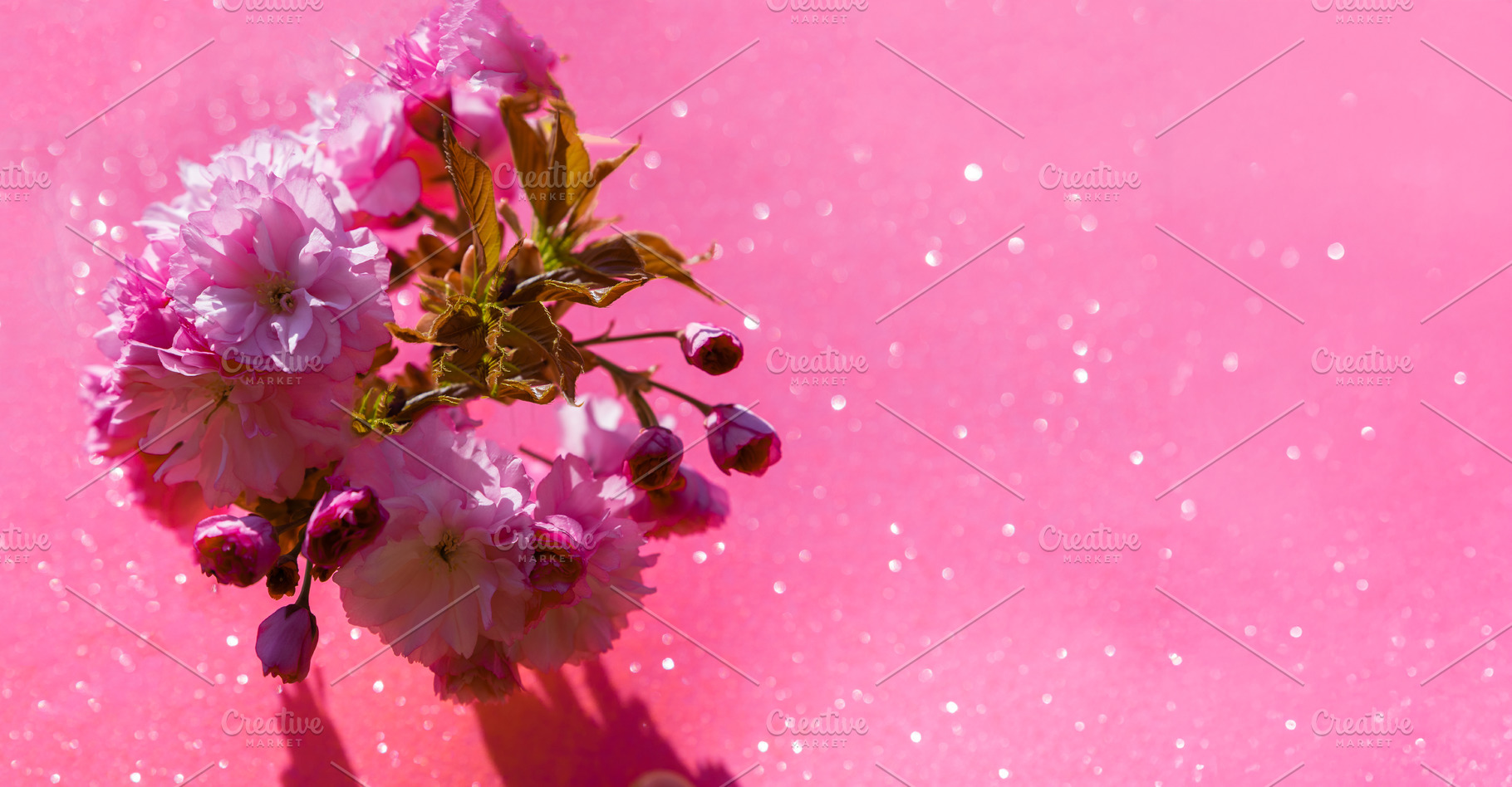 Close-up of pink cherry blossom branch with buds, casting a soft, a Nature Photo by Ales Munt