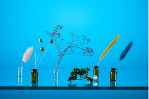 Photo of minimalist plants in, an Abstract Photo by Stockphoto by vzwer