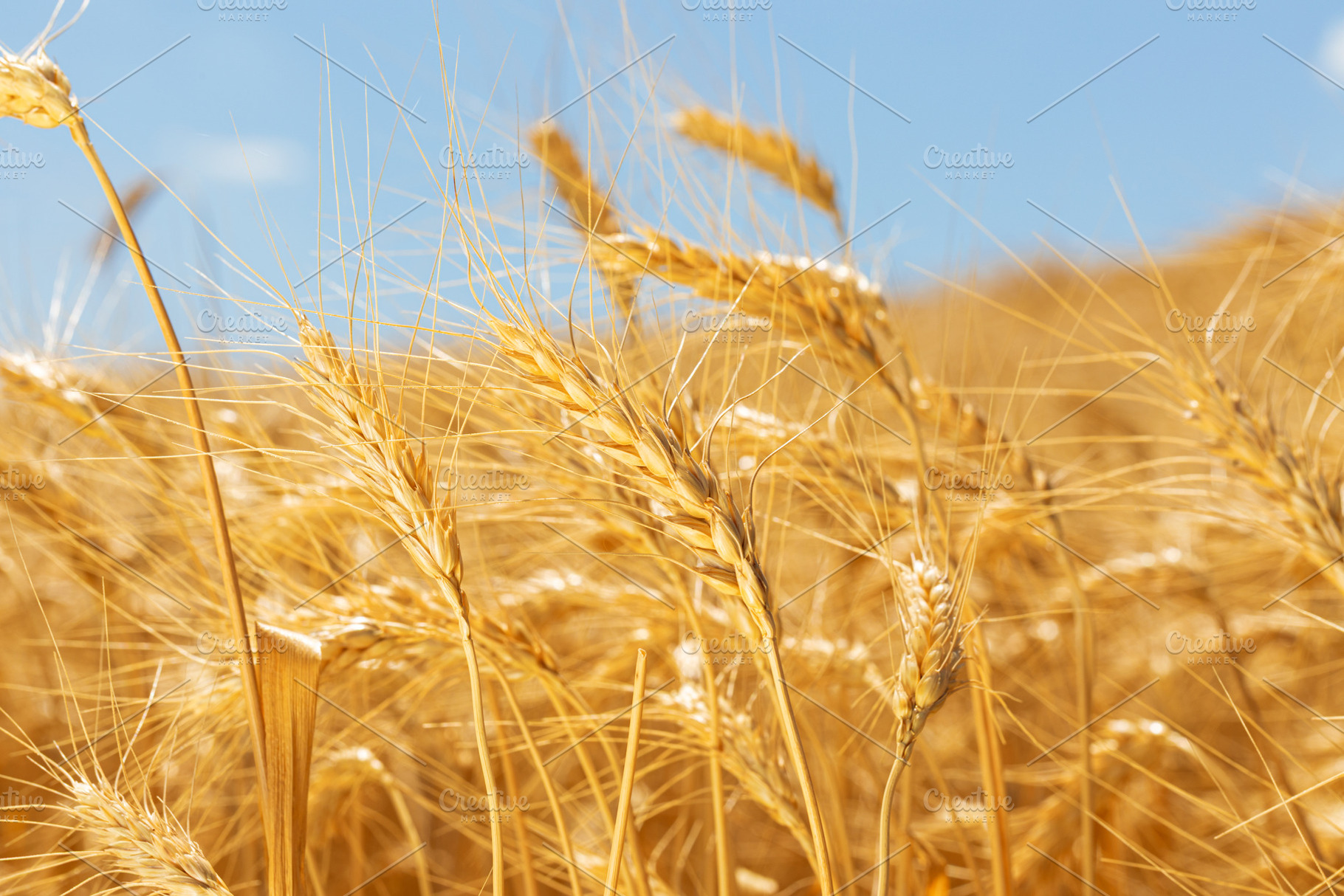 Close-up of golden wheat ears swaying in the wind against a clea, a Nature Photo by Ales Munt