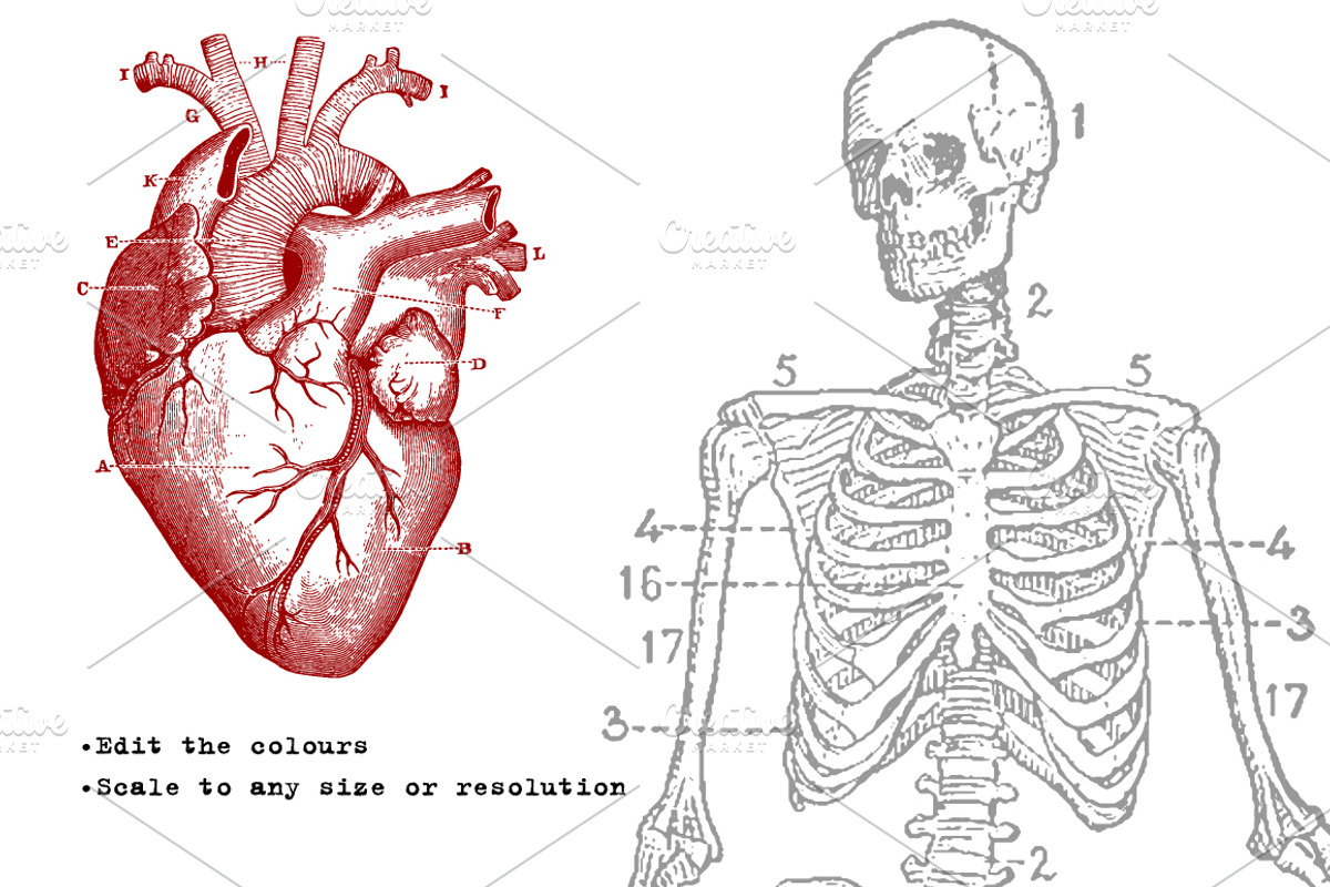 Anatomy Vector Collection 01, a Healthcare Illustration by Offset