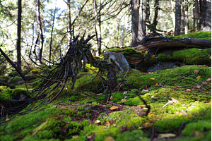 Natural moss podium in forest with, a Nature Photo by Stockphoto by vzwer