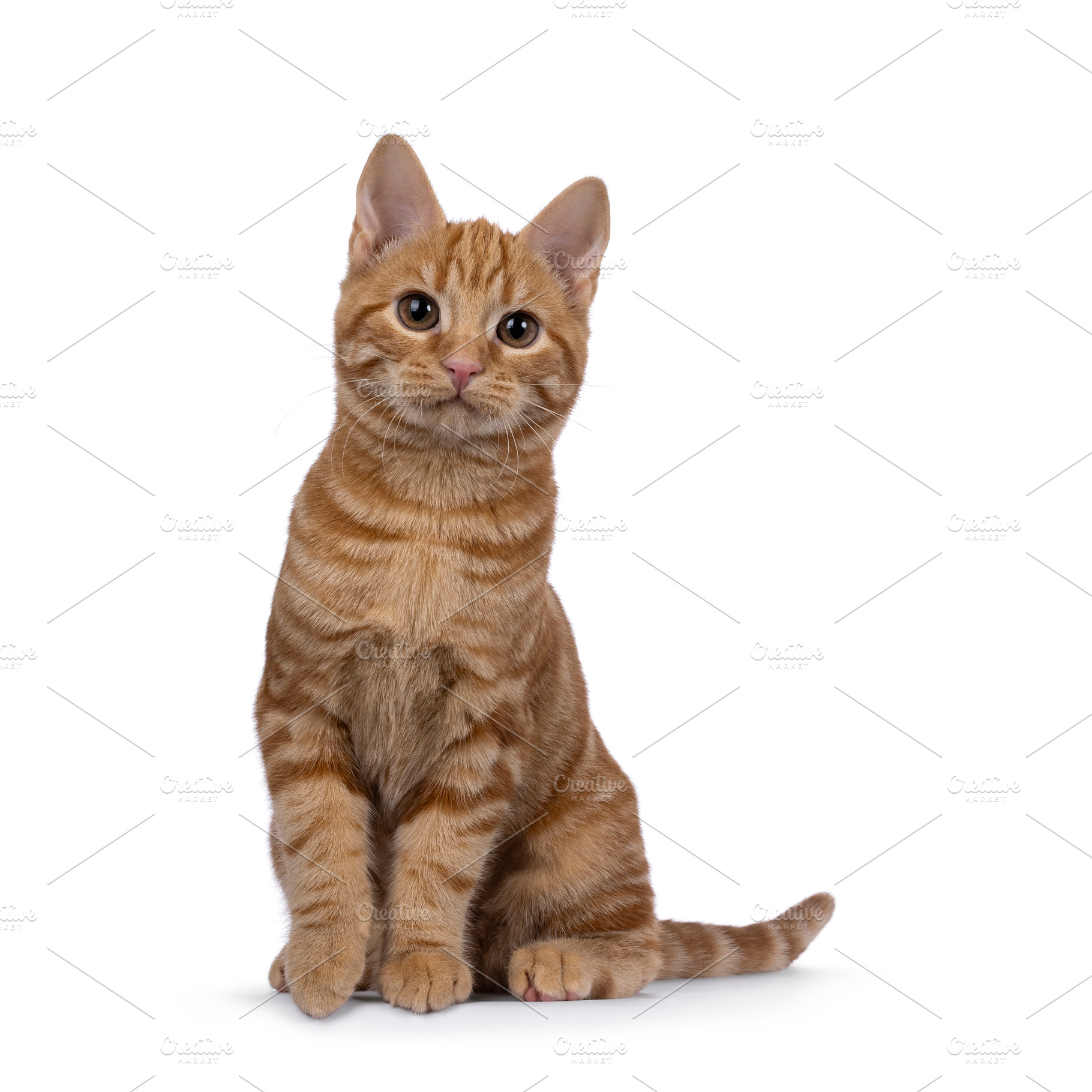 European Shorthair cat on white background, an Animal Photo by Cat'chy Images by Nynke