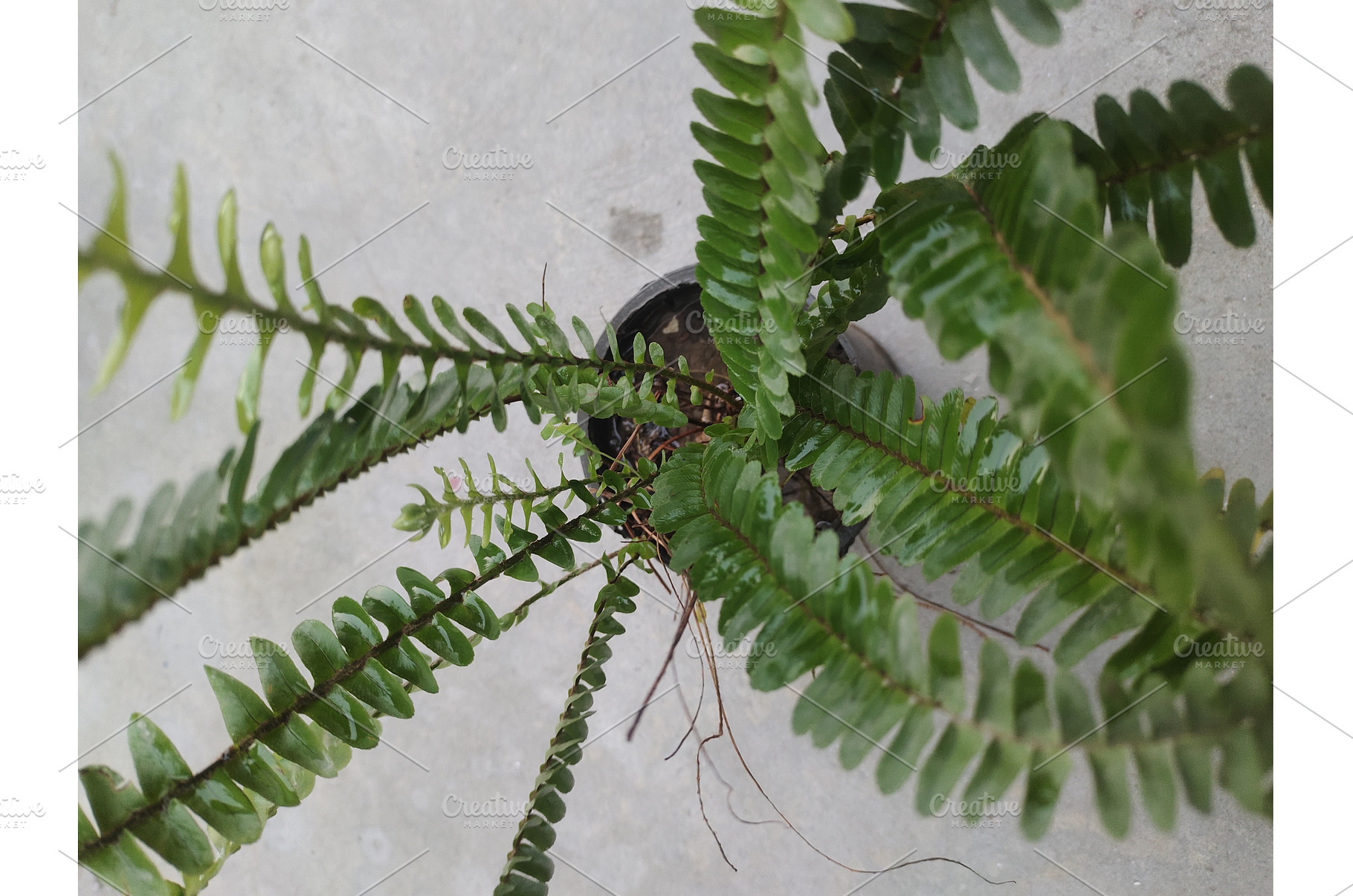sword fern vibrant green foliage, a Nature Photo by LogosDen