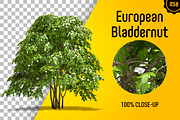 CUT OUT TREES - 60 PCS BUNDLE, a Packaging Mockup by 3DSTORE (Thumbnail 59 of 63)