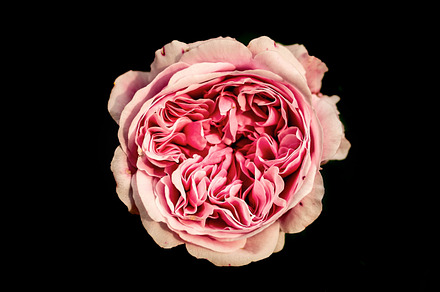 Petals II featuring botanical flower