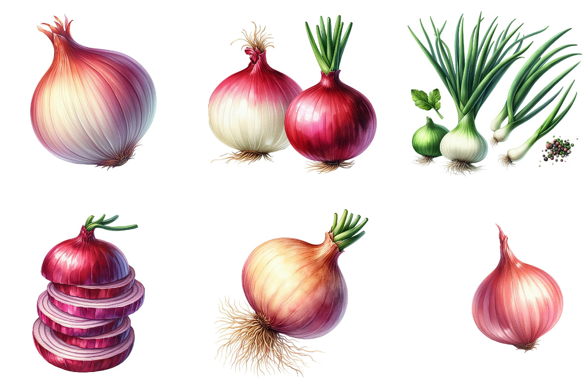 Watercolor Onion Clipart, an Illustration by DreamArtGraphic (Photo 5 of 5)