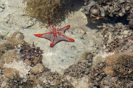 Red Seastar / starfish at beach