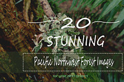 20 Pacific Northwest Forest Images, a Templates & Theme by Creatively Happy Studio (Thumbnail 1 of 4)