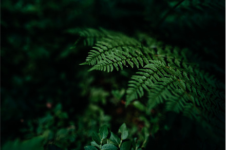 Green fern leaf macro on dark tone, a Nature Photo by HalfPoint