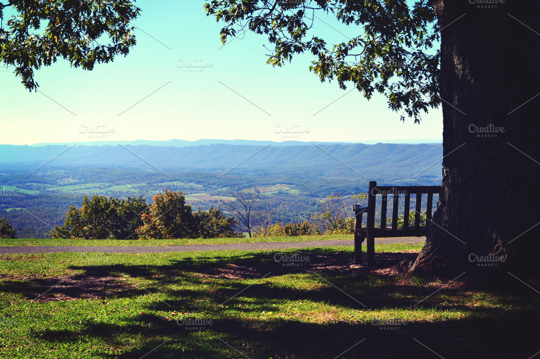 Bench Under Tree