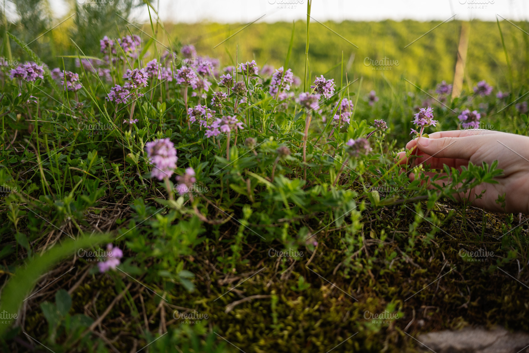 Hand picking small purple flowers from a lush green field, a Person Photo by AS photostudio
