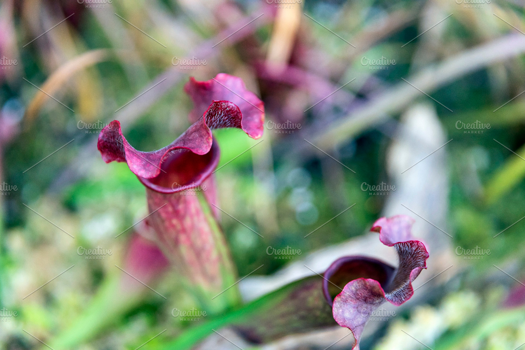 Sarracenia purpurea,, a Nature Photo by Imaginarium