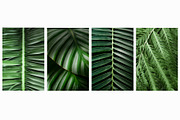 Tropical Plants Photos Bundle, a Nature Photo by eezo (Thumbnail 4 of 6)