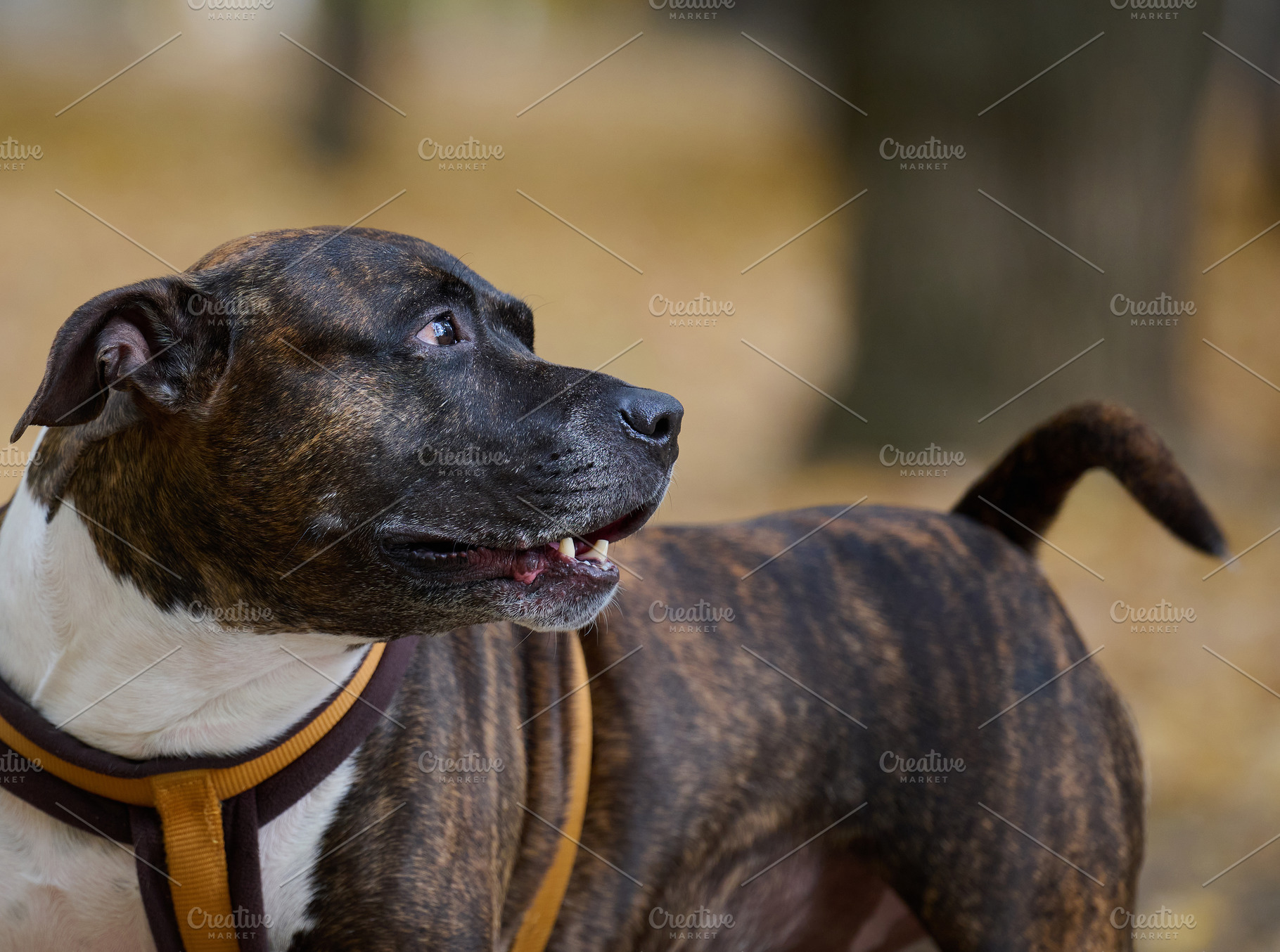 Profile of the muzzle of a brindle-colored Staffordshire Terrier, an Animal Photo by ndanko