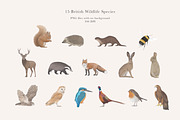 British Wildlife Species Set - PNGs, an Animal Illustration by LaurenFittonIllustration (Thumbnail 3 of 10)
