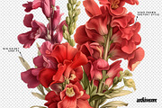 Vintage Book Of Flowers Clipart, an Object Graphic by angelainthefields (Thumbnail 14 of 18)