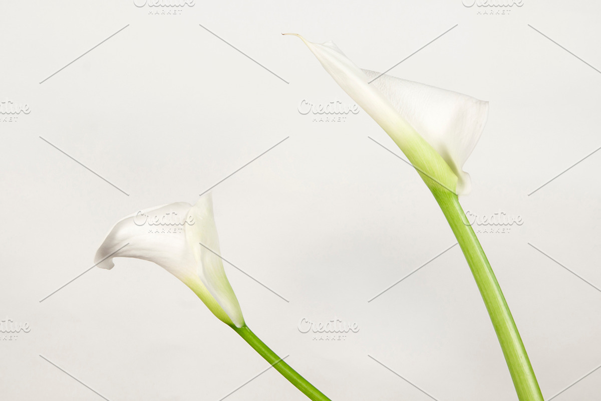 Calla lily flowers stock photo containing arum and petal, a Nature Photo by Alexander62 (Photo 1 of 2)