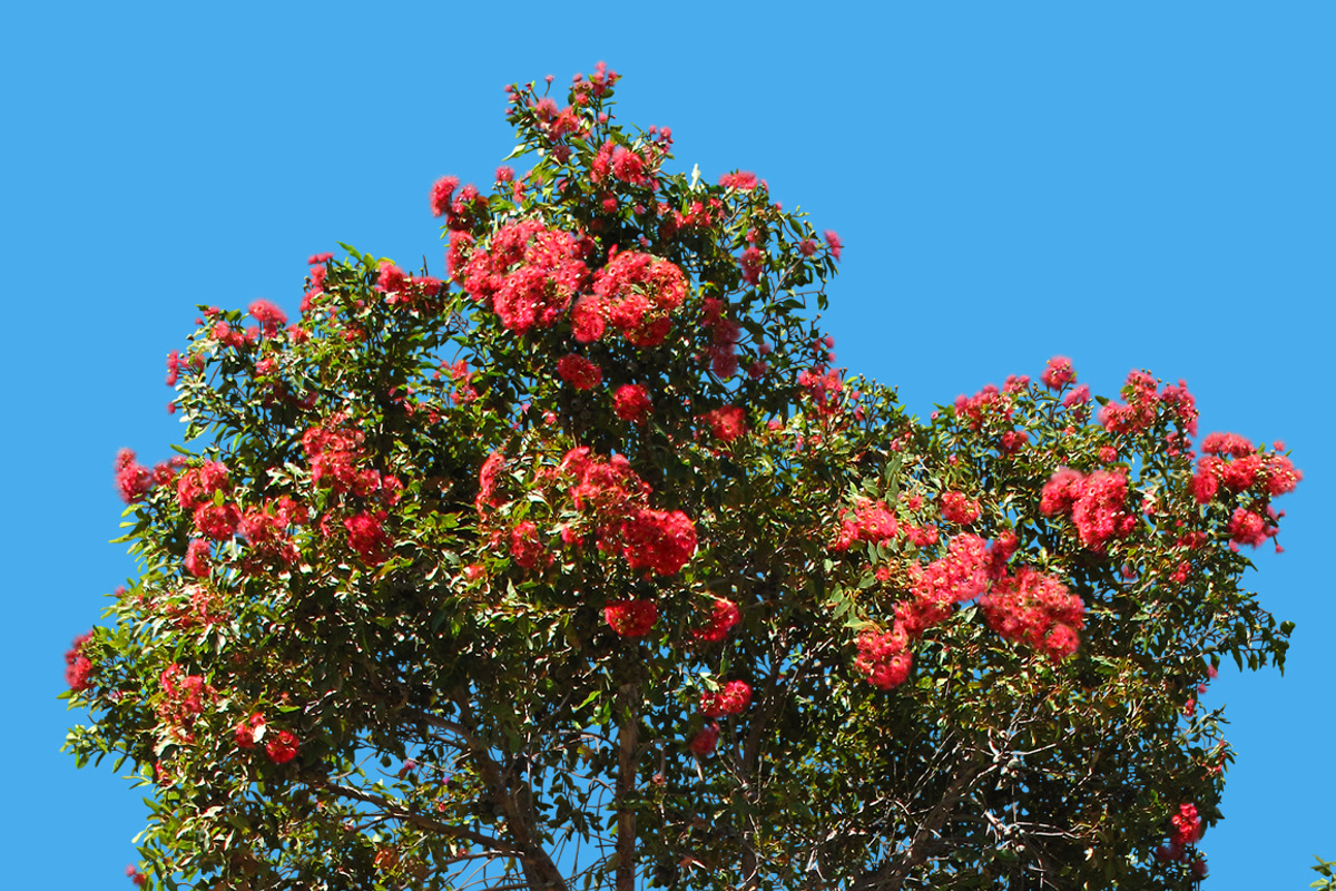 10 PSD Trees Collection 2 preview 3