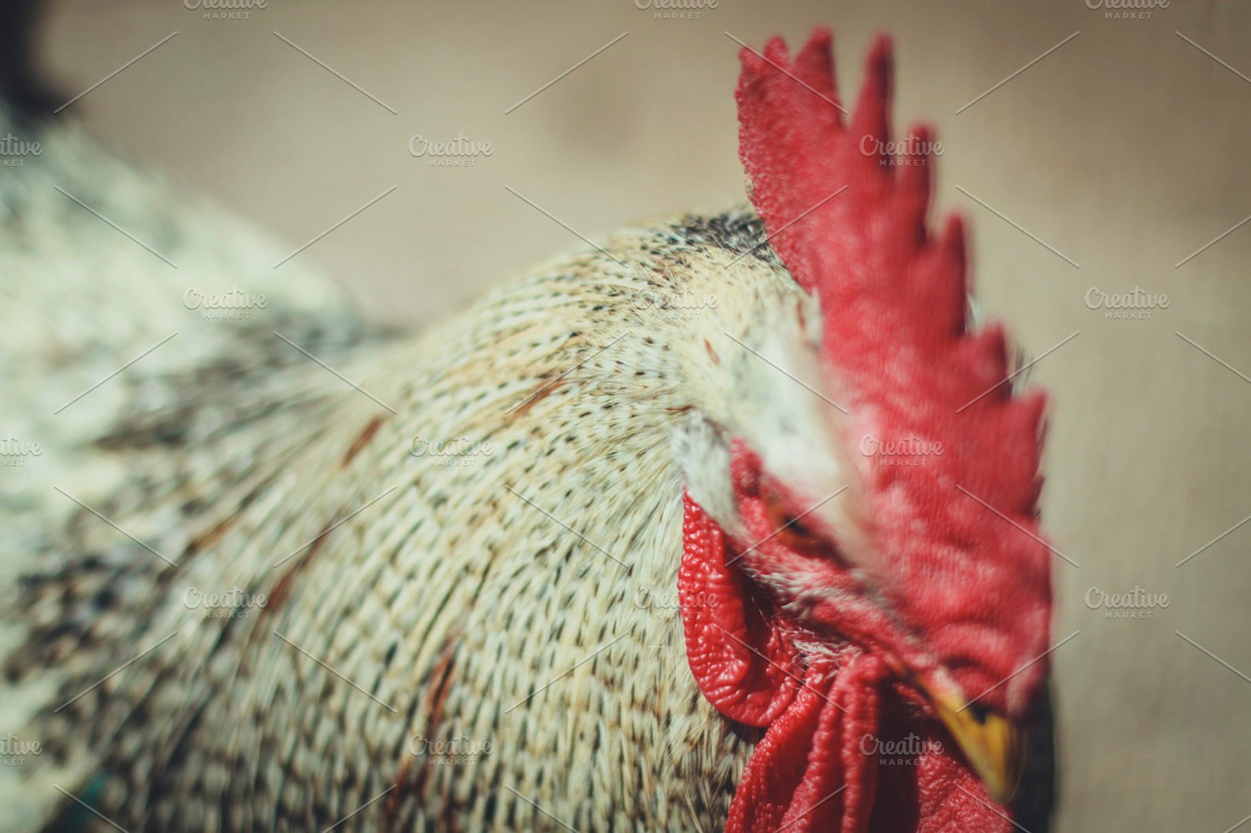Mr rooster featuring rooster, chicken, and chick