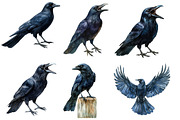 Vintage Ravens and Crows Clipart, an Illustration by Designworld (Thumbnail 3 of 6)