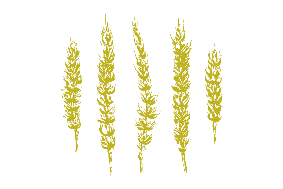 Vector Rough Wheat Illustrations, a Food Illustration by Theresa Barba