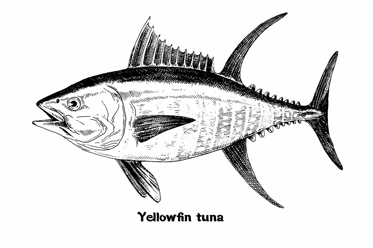 Fish collection, part 1, a Food Illustration by ZotovShop (Photo 13 of 14)