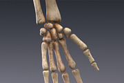 Animated internal organs, skeleton, a Characters & Person 3D Model by konstantin.ermolaev (Thumbnail 17 of 29)