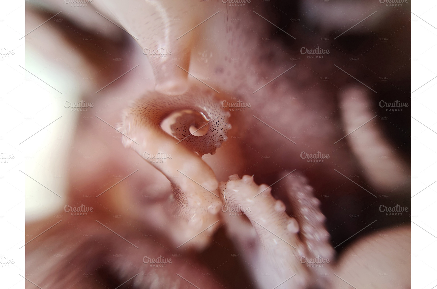Delicacy octopus tentacle feeler, a Food & Drink Photo by Art By Silmairel