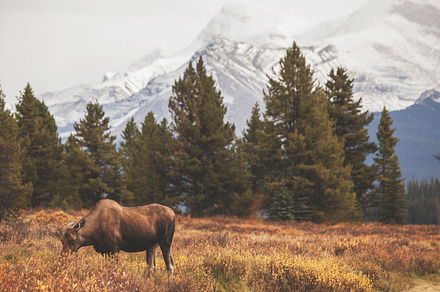 A moose in the mountains