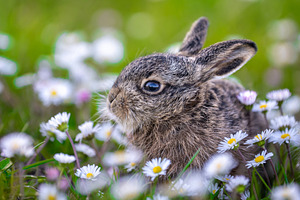 Little hare sitting in a spring daisy meadow, an Animal Photo by Byrdyak