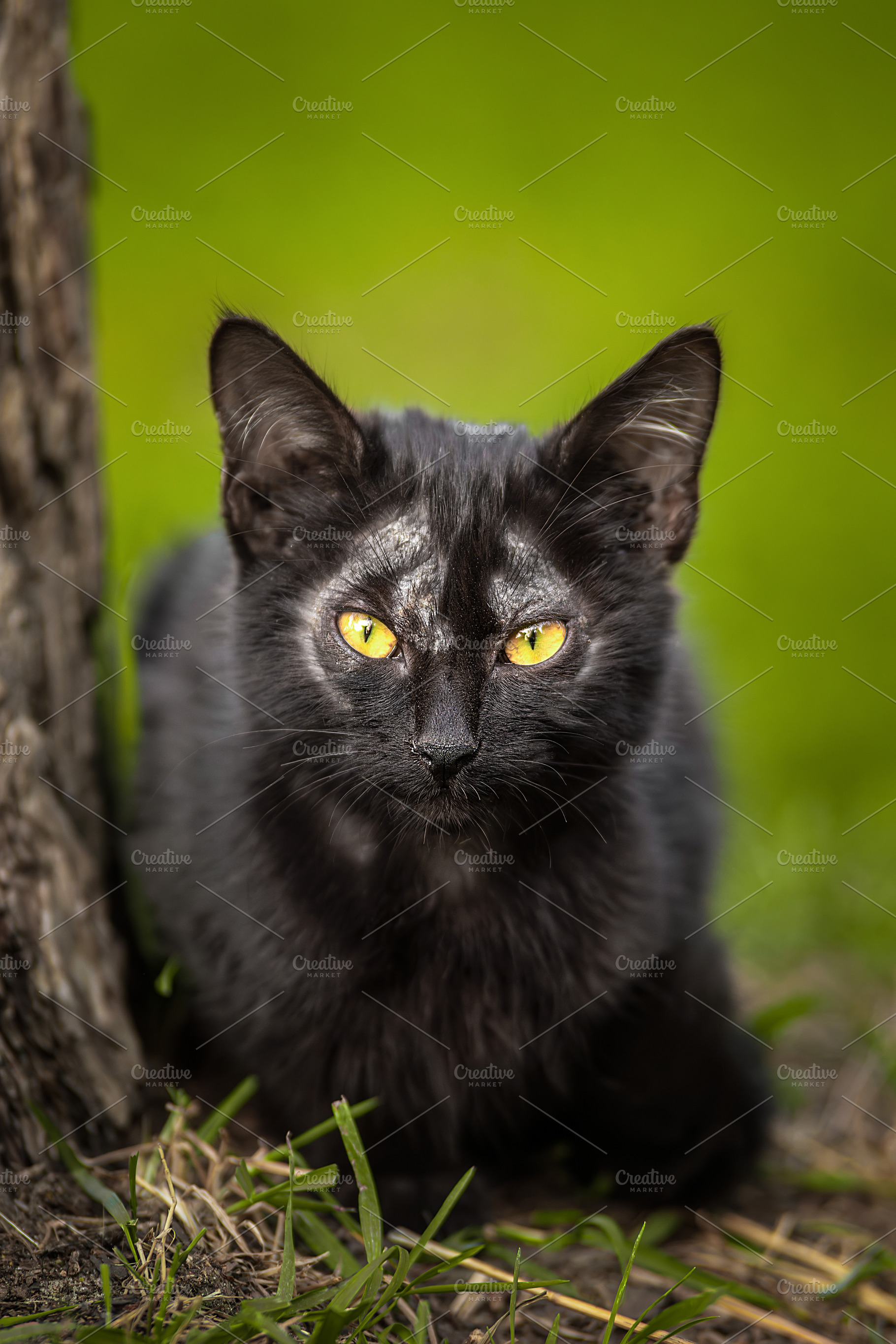 A black cute kitten is yawning and s, an Animal Photo by AlexBush