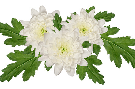 Composition bouquet of white chrysanthemum flowers and green lea, a Nature Photo by ndanko