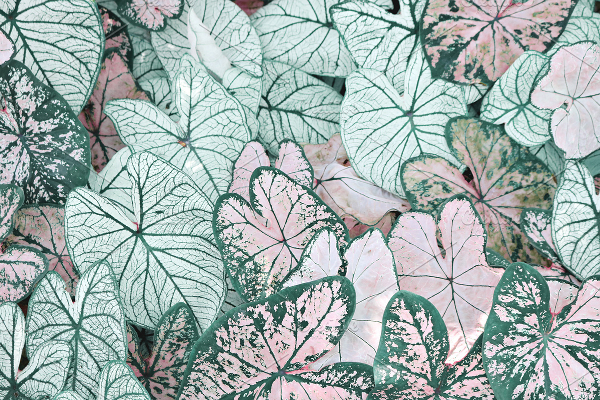 Tropic | Tropical Green Photo Bundle, a Nature Photo by MDSN Design (Photo 12 of 16)