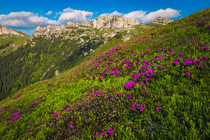 Blooming pink rhododendron flowers, a Wallpaper Photo by Alpine Dreams